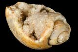 Chalcedony Replaced Gastropod With Druzy Quartz - India #128819-1